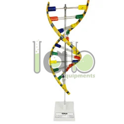 DNA Model